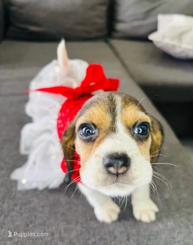 Luna – Beagle puppy for sale in Garden Grove, CA