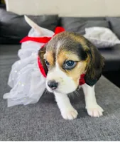 Luna, a female Beagle for sale in Garden Grove, CA – Photo 2 of 3