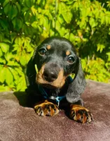 Timee/ timotee, a male Dachshund for sale in Fountain Valley, CA – Photo 2 of 2