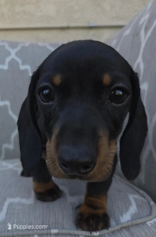 Timee/ timotee – Dachshund puppy for sale in Fountain Valley, CA