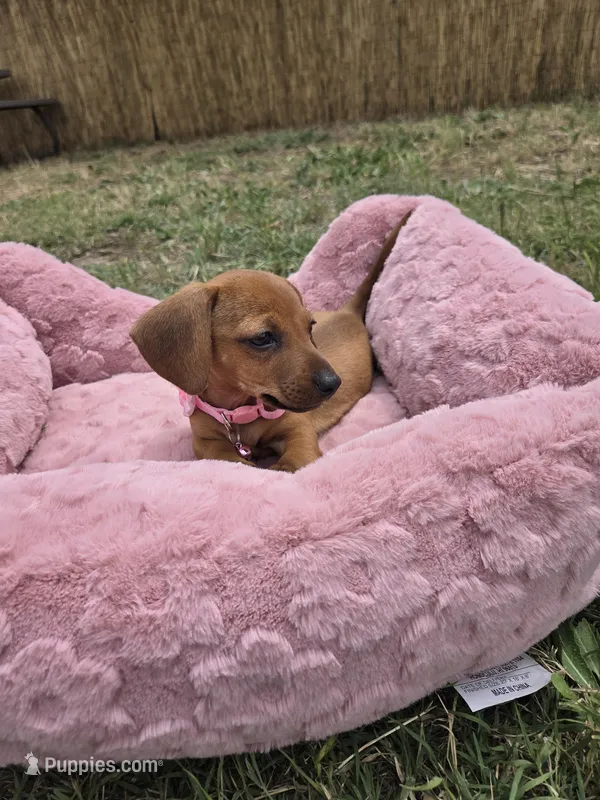 Dacha – Dachshund puppy for sale in Garden Grove, CA