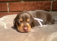 Cocoa, a female Dachshund for sale in Fountain Valley, CA – Photo 1 of 2