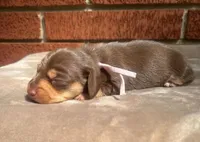 Cocoa, a female Dachshund for sale in Fountain Valley, CA – Photo 2 of 2