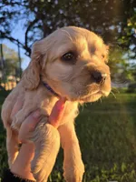 Denver, a male English Cocker Spaniel for sale in Fountain Valley, CA – Photo 5 of 7