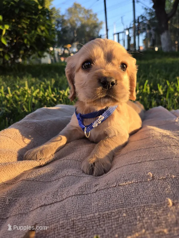 Denver, a male English Cocker Spaniel for sale in Fountain Valley, CA – Photo 1 of 7