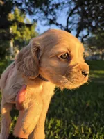 Denver, a male English Cocker Spaniel for sale in Fountain Valley, CA – Photo 4 of 7