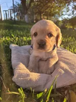 Denver, a male English Cocker Spaniel for sale in Fountain Valley, CA – Photo 6 of 7