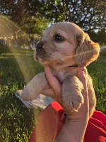 Denver, a male English Cocker Spaniel for sale in Fountain Valley, CA – Photo 3 of 7
