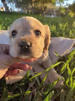 Denver, a male English Cocker Spaniel for sale in Fountain Valley, CA – Photo 2 of 7