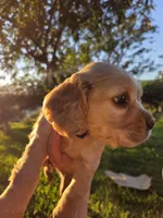 Denver, a male English Cocker Spaniel for sale in Fountain Valley, CA – Photo 7 of 7