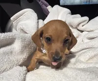 Canelita, a female Miniature Dachshund for sale in Fountain Valley, CA – Photo 2 of 2