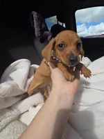 Canelita, a female Miniature Dachshund for sale in Fountain Valley, CA – Photo 1 of 2