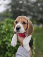 Rocky, a male Beagle for sale in Fountain Valley, CA – Photo 3 of 3