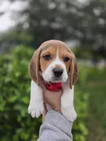 Rocky, a male Beagle for sale in Fountain Valley, CA – Photo 1 of 3