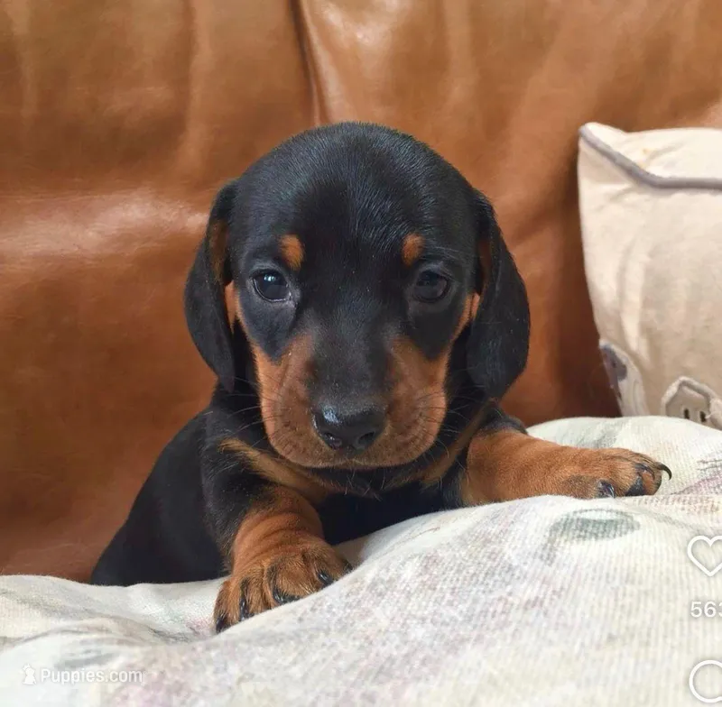 Timotee – Dachshund puppy for sale in Garden Grove, CA