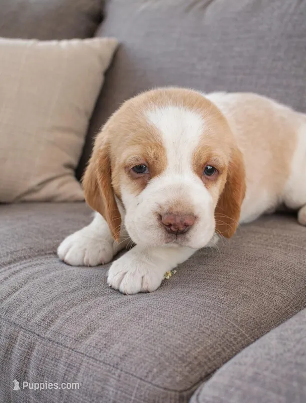 Lime – Beagle puppy for sale in Fountain Valley, CA