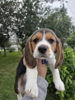 Hunter, a male Beagle for sale in Fountain Valley, CA – Photo 2 of 4