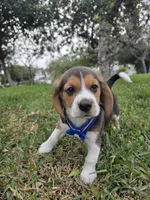 Hunter, a male Beagle for sale in Fountain Valley, CA – Photo 3 of 4