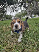 Hunter, a male Beagle for sale in Fountain Valley, CA – Photo 1 of 4