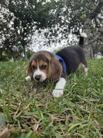 Hunter, a male Beagle for sale in Fountain Valley, CA – Photo 4 of 4