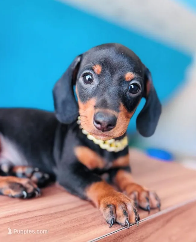 Luca  – Dachshund puppy for sale in Fountain Valley, CA