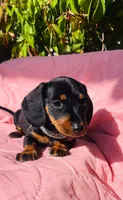 Stormy, a female Miniature Dachshund for sale in Fountain Valley, CA – Photo 2 of 3