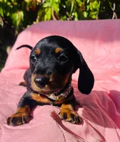 Stormy, a female Miniature Dachshund for sale in Fountain Valley, CA – Photo 3 of 3