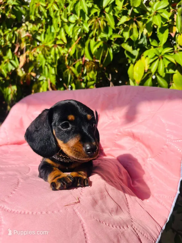 Stormy – Miniature Dachshund puppy for sale in Fountain Valley, CA