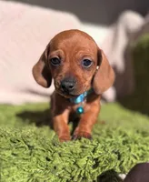 Luck, a male Dachshund for sale in Fountain Valley, CA – Photo 3 of 5