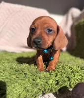 Luck, a male Dachshund for sale in Fountain Valley, CA – Photo 1 of 5