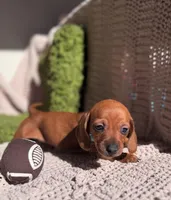 Luck, a male Dachshund for sale in Fountain Valley, CA – Photo 2 of 5