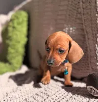 Luck, a male Dachshund for sale in Fountain Valley, CA – Photo 5 of 5