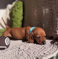 Luck, a male Dachshund for sale in Fountain Valley, CA – Photo 4 of 5