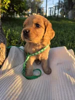 Brooklyn, a male English Cocker Spaniel for sale in Fountain Valley, CA – Photo 2 of 5