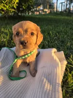 Brooklyn, a male English Cocker Spaniel for sale in Fountain Valley, CA – Photo 3 of 5