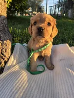 Brooklyn, a male English Cocker Spaniel for sale in Fountain Valley, CA – Photo 5 of 5