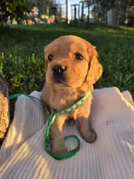 Brooklyn, a male English Cocker Spaniel for sale in Fountain Valley, CA – Photo 4 of 5