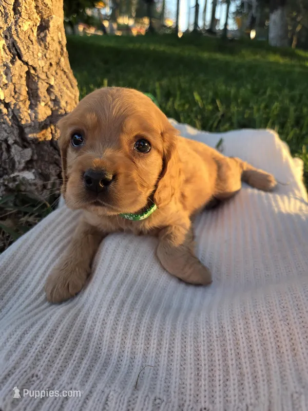 Brooklyn, a male English Cocker Spaniel for sale in Fountain Valley, CA – Photo 1 of 5
