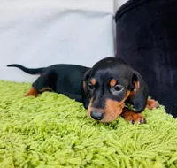 Stormy, a female Dachshund for sale in Fountain Valley, CA – Photo 6 of 6