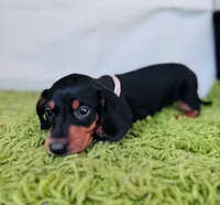 Stormy, a female Dachshund for sale in Fountain Valley, CA – Photo 4 of 6