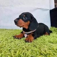 Stormy, a female Dachshund for sale in Fountain Valley, CA – Photo 1 of 6