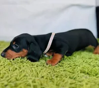 Stormy, a female Dachshund for sale in Fountain Valley, CA – Photo 2 of 6