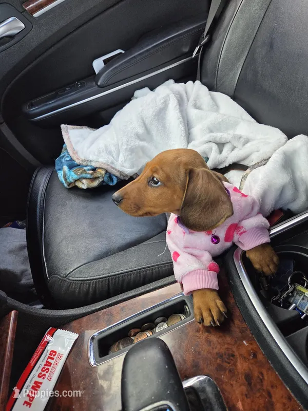 Canela – Dachshund puppy for sale in Garden Grove, CA