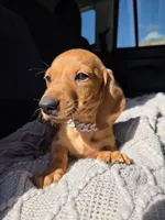 Vanilla , a female Dachshund for sale in Fountain Valley, CA – Photo 4 of 7