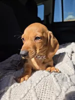 Vanilla , a female Dachshund for sale in Fountain Valley, CA – Photo 2 of 7