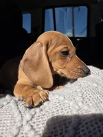 Vanilla , a female Dachshund for sale in Fountain Valley, CA – Photo 6 of 7