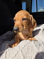 Vanilla , a female Dachshund for sale in Fountain Valley, CA – Photo 1 of 7