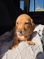 Vanilla , a female Dachshund for sale in Fountain Valley, CA – Photo 7 of 7