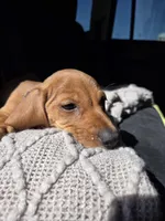 Vanilla , a female Dachshund for sale in Fountain Valley, CA – Photo 3 of 7