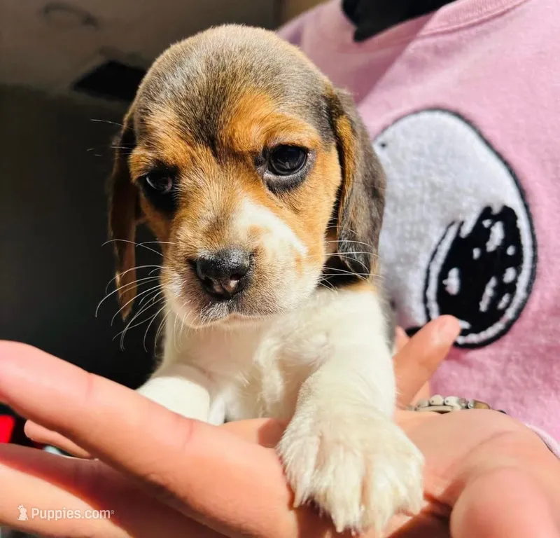 Bella  – Beagle puppy for sale in Garden Grove, CA